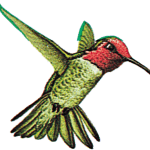 Googles Hummingbird Filter