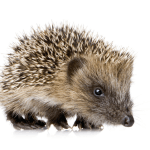 Der Igel (Erinaceus)