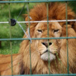 Tiere im Zoo hinter Gittern