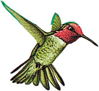 Google Hummingbird Update 4 Änderungen die Sie implementieren müssen