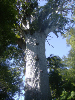 Neuseeland, Teil 2: Wer kennt einen Kauri Baum?