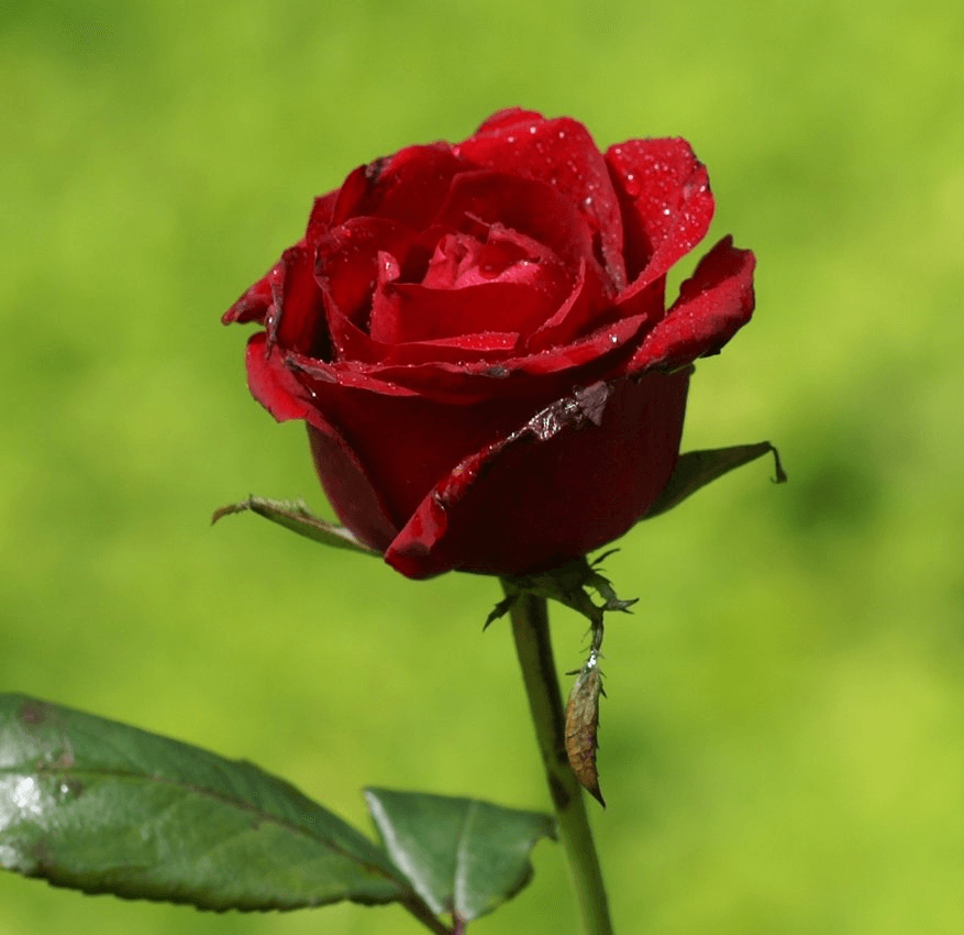 Geköpfte Rosen welken schnell