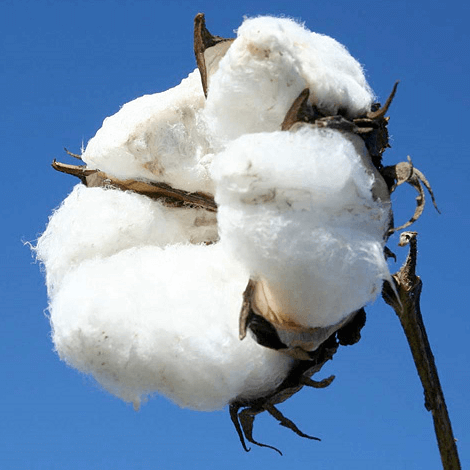 Die Geschichte der Baumwolle