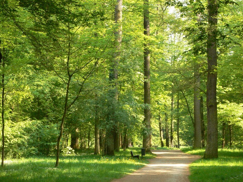 Der Wald ein Heilmittel für gestresste Menschen