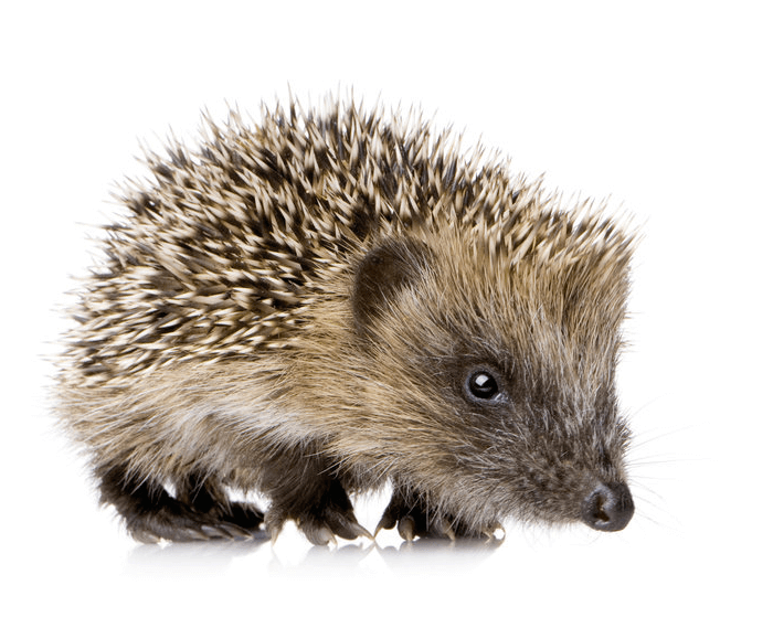 Der Igel (Erinaceus)