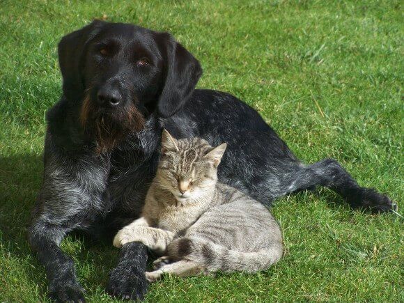 Hunde und Katzen in unserem Haus und ihr C02 Pfotenabdruck