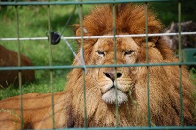 Gefangen: Tiere im Zoo