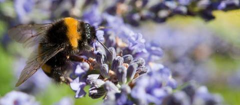 Das Insektensterben und Der stumme Frühling