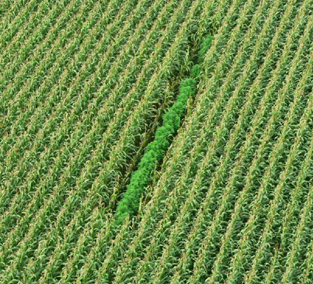 Cannabis im Maisfeld