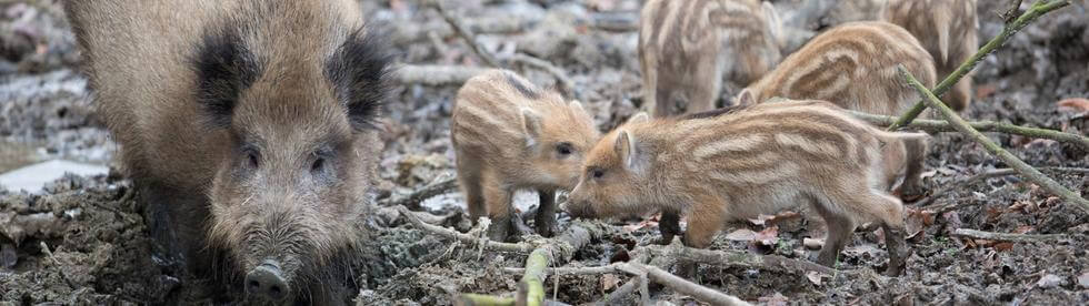 Die Schweinepest, Sorgen der Bauern