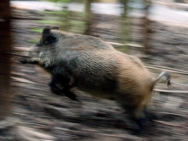 Ein verirrtes Wilschwein