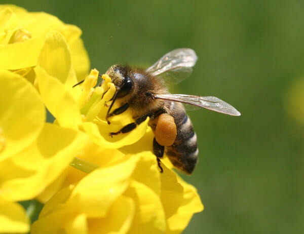 Hilfe für die Bienen